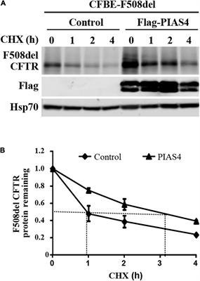 Cystic Fibrosis Transmembrane Conductance Regulator Folding Mutations Reveal Differences in Corrector Efficacy Linked to Increases in Immature Cystic Fibrosis Transmembrane Conductance Regulator Expression